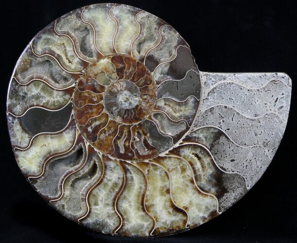 Cut Ammonite Fossil (Half) - Agatized #37140